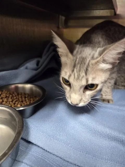 A young small-sized female Domestic Short Hair cat named Ashara for adoption in Killeen, TX