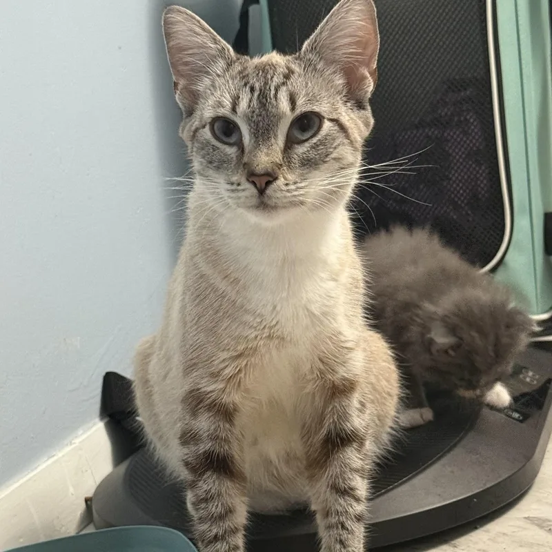 A young medium-sized female Domestic Short Hair cat named Aphrodite for adoption in Medinah, IL