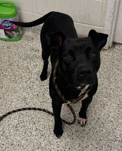 A young large-sized male Black Pit Bull Terrier dog named Hallelujah for adoption in Kansas City, MO