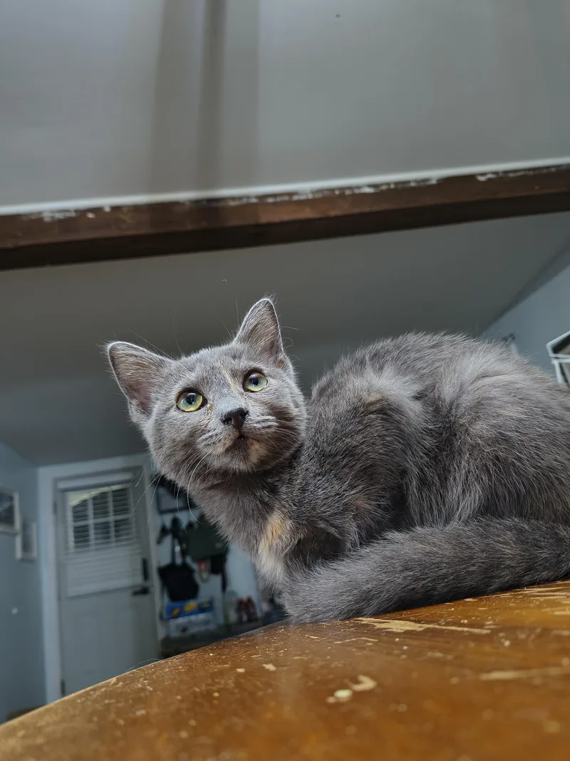 A young small-sized female Domestic Short Hair cat named Jelly for adoption in Clayton, NC