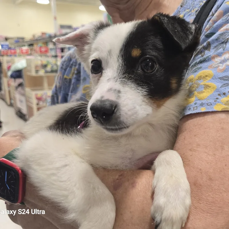 A baby small-sized female Tricolor (Brown, Black, & White) Terrier dog named Essie for adoption in Tracy, CA