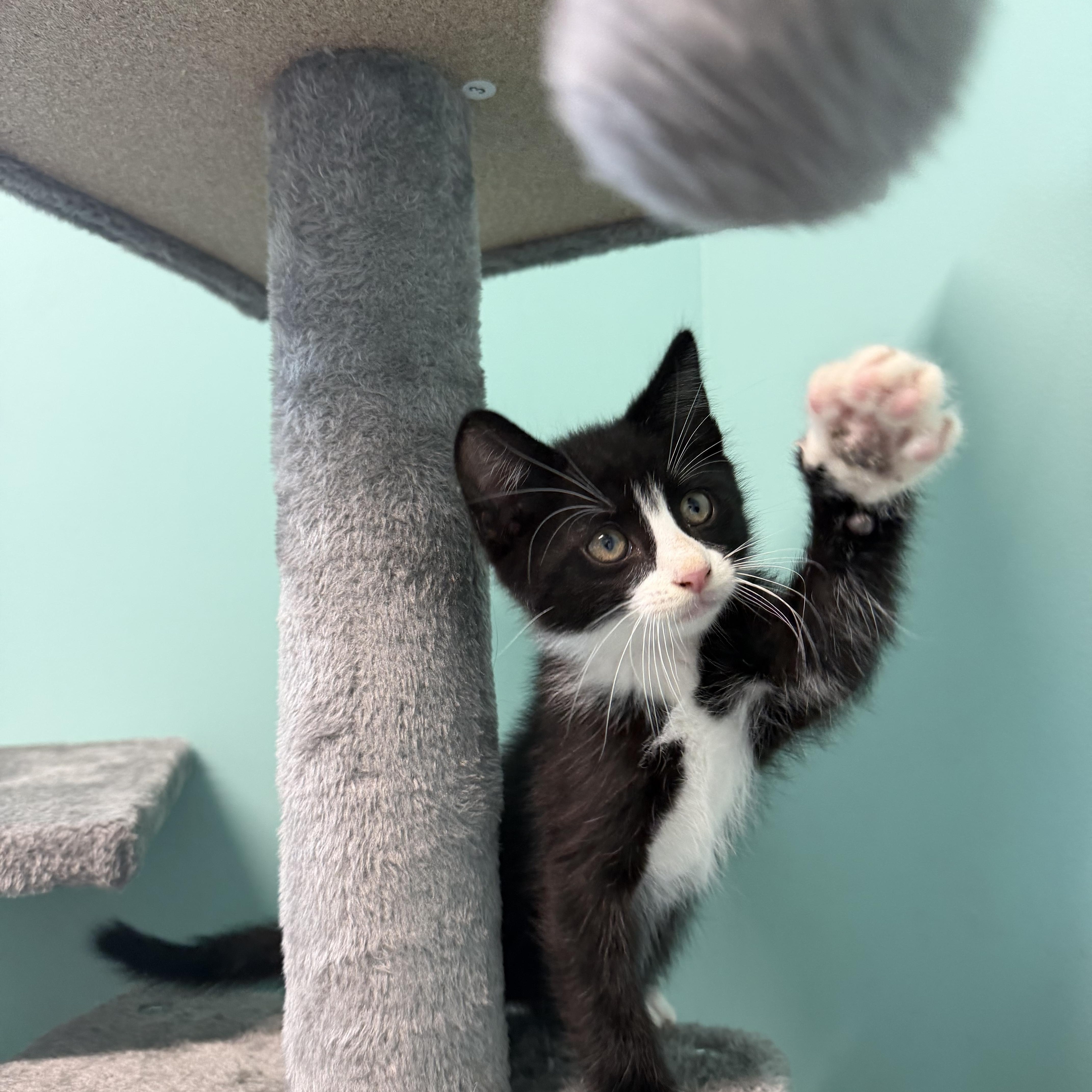 A baby medium-sized male Black & White / Tuxedo Tuxedo cat named Bobby for adoption in Boonville, MO