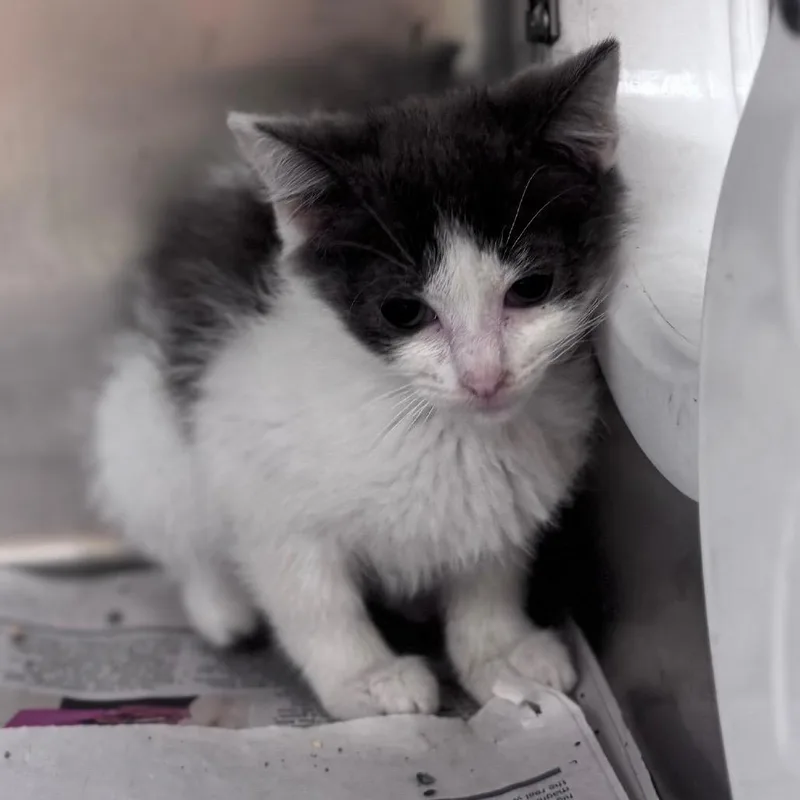 A baby small-sized female Gray / Blue / Silver Domestic Short Hair cat named Peanut Butter for adoption in Winston Salem, NC
