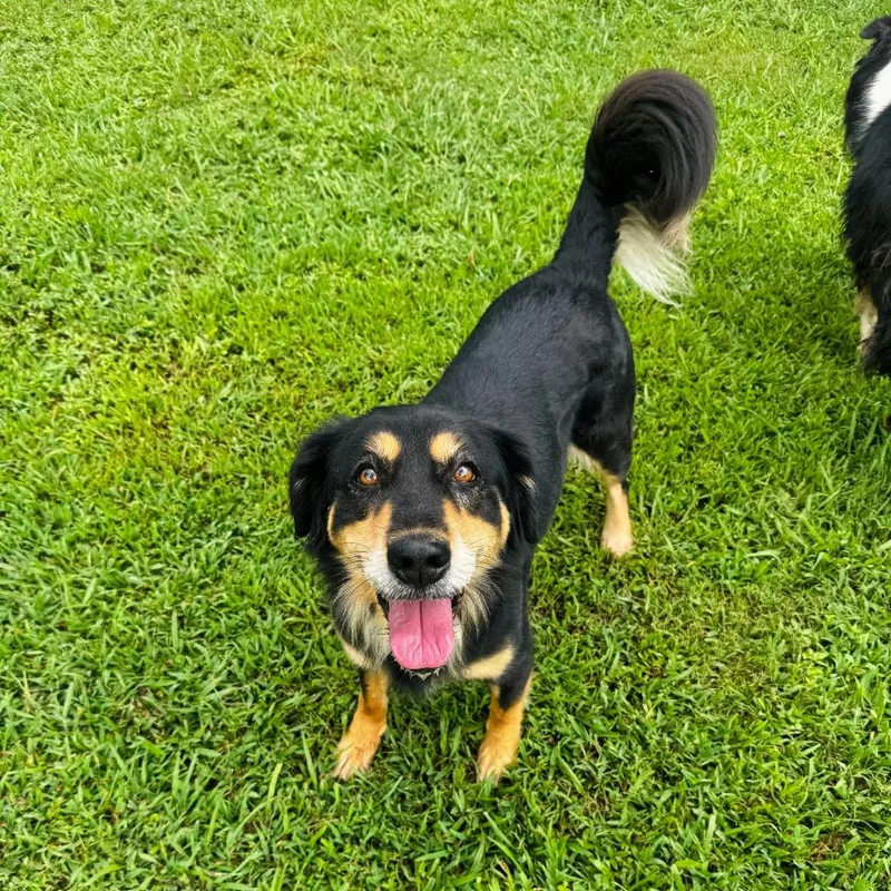 An adult medium-sized female Black Australian Shepherd dog named Betsey Johnson for adoption in Brownsboro, AL