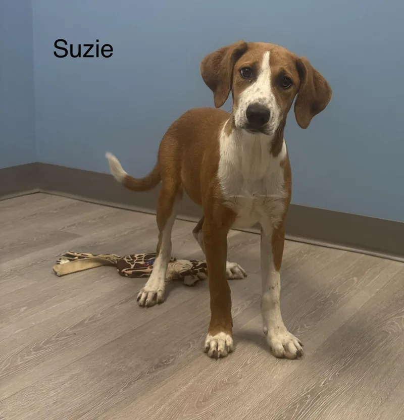 A baby medium-sized female Golden Coonhound dog named Suzie for adoption in Ulster, PA