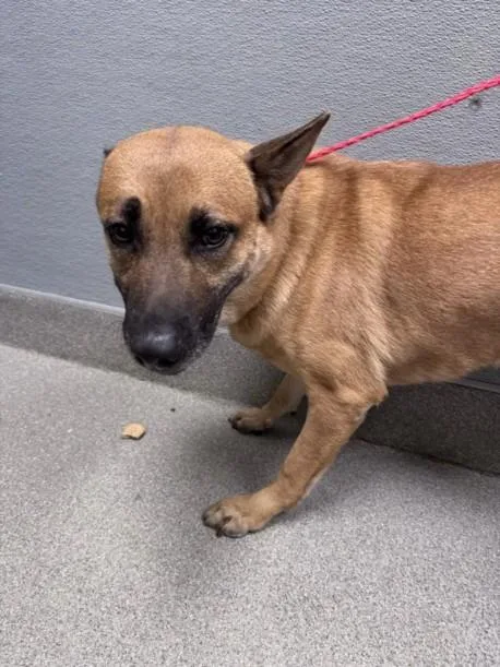An adult medium-sized female German Shepherd Dog dog named Carry Berry for adoption in Las Vegas, NV