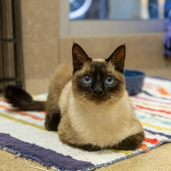 A young small-sized male Domestic Short Hair cat named Genesis for adoption in Oakland, CA