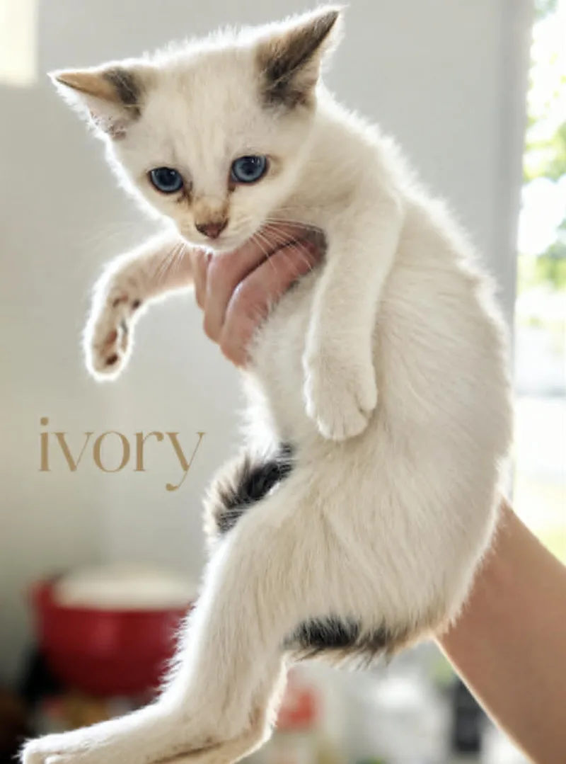A baby small-sized female Domestic Short Hair cat named Ivory for adoption in Allen, TX