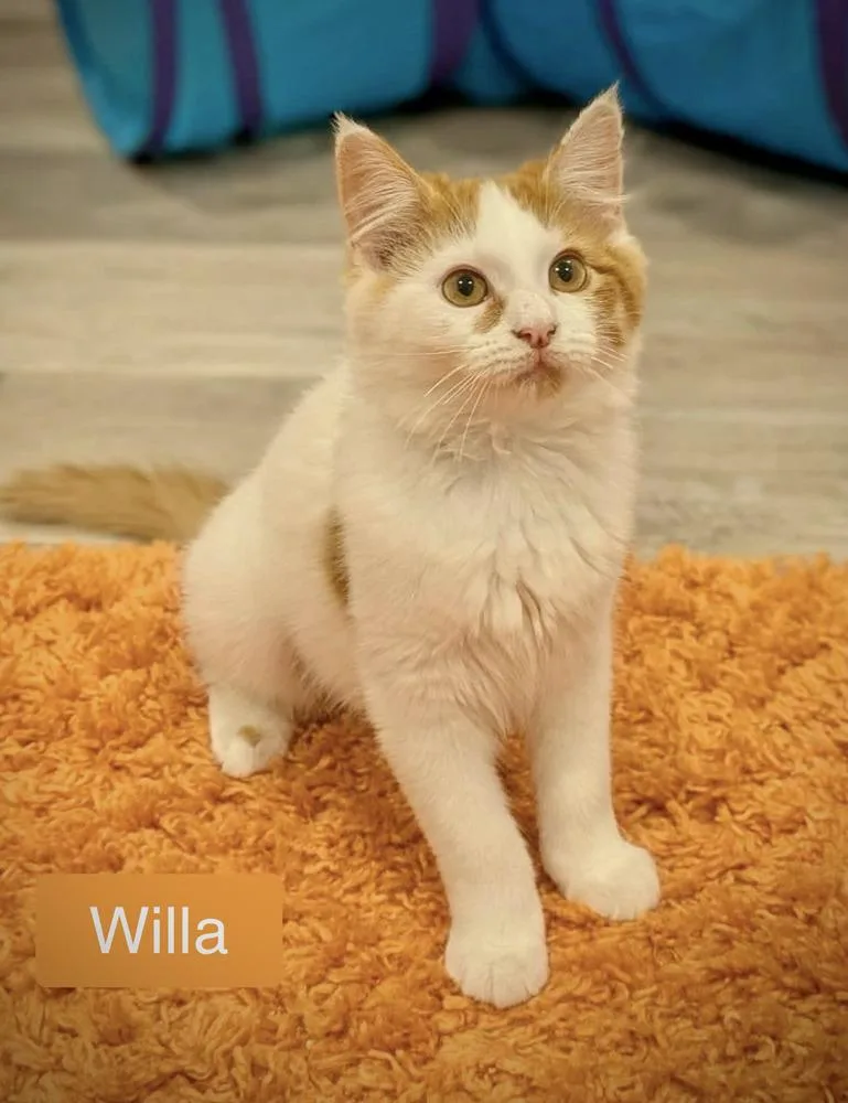 A baby small-sized female Orange & White Domestic Medium Hair cat named Willa for adoption in Chalfont, PA