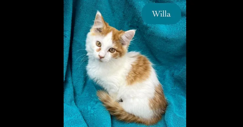 Willa thumbnail 2