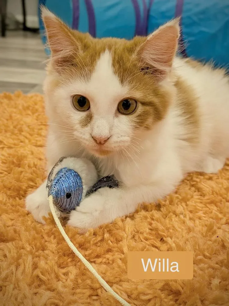Willa thumbnail 3