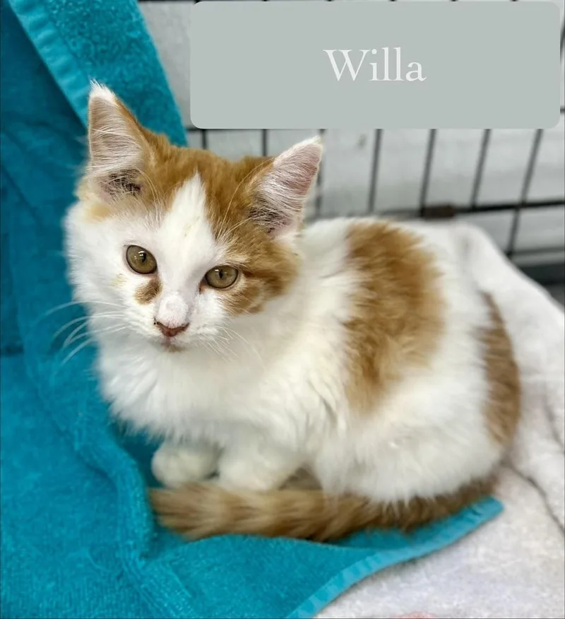 Willa thumbnail 5