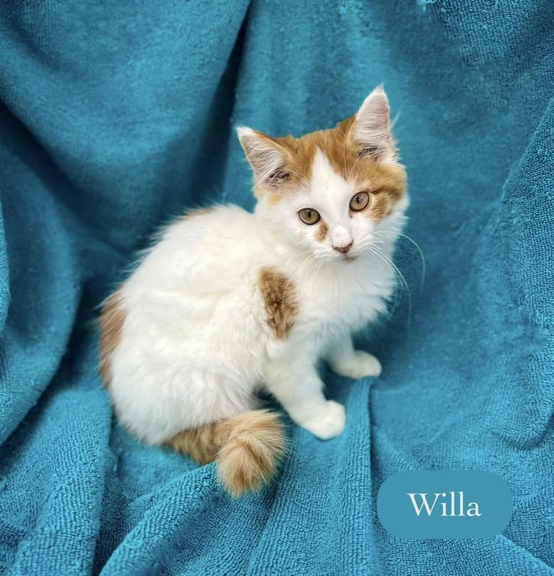 Willa thumbnail 6