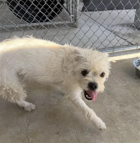 An adult small-sized female Terrier dog named Peach for adoption in Redlands, CA