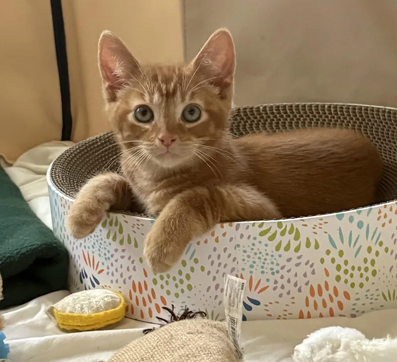 A baby medium-sized male Orange / Red Domestic Short Hair cat named Dunn for adoption in Dublin, OH