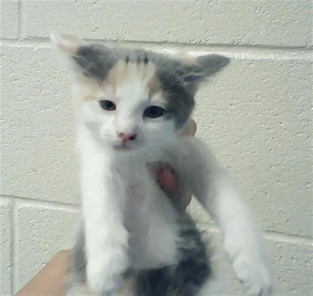 A baby small-sized female Domestic Short Hair cat named Eloise for adoption in Fayetteville, NC