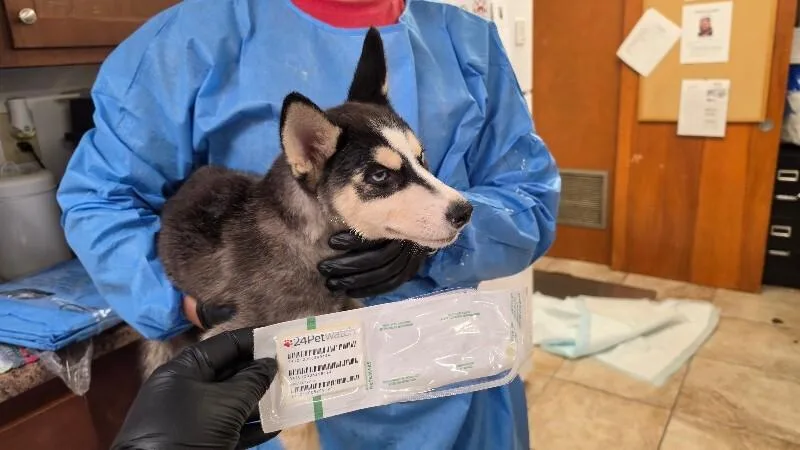 A young large-sized female Husky dog named Gisa for adoption in Cincinnati, OH