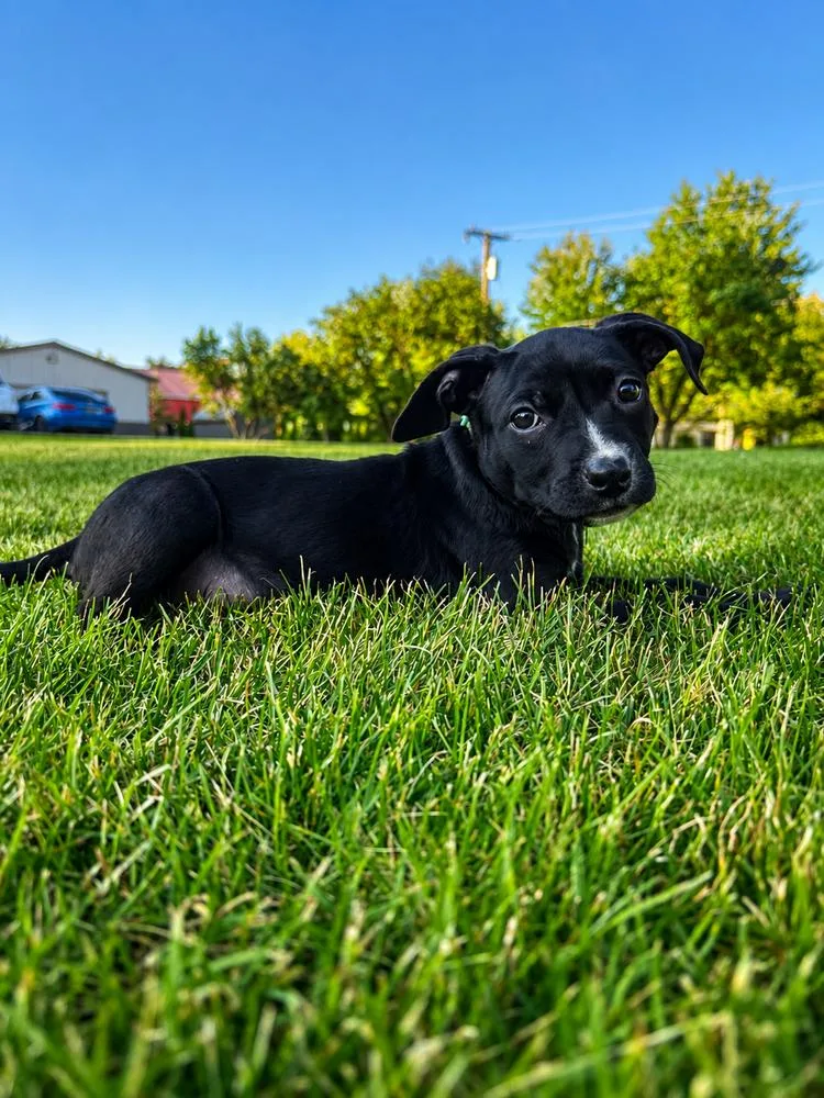A baby medium-sized female Tricolor (Brown, Black, & White) Mixed Breed dog named Biscuit for adoption in Clinton Township, MI
