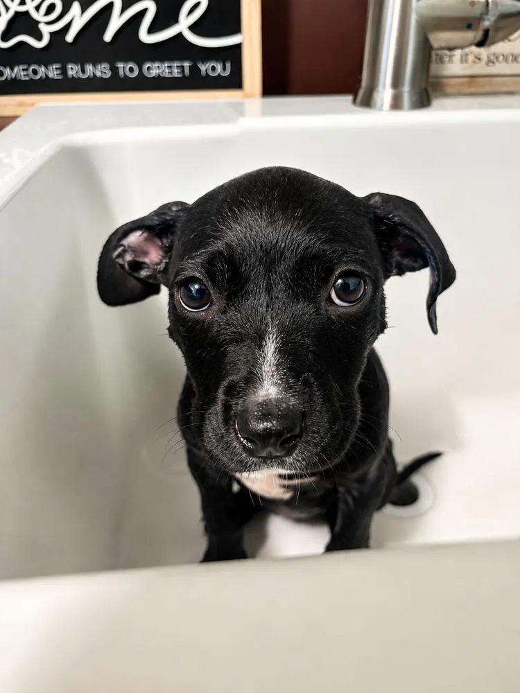 Biscuit thumbnail 5