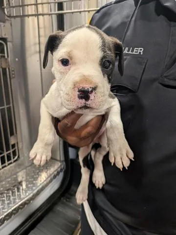 A baby small-sized male Pit Bull Terrier dog named Jimbo for adoption in Dayton, OH