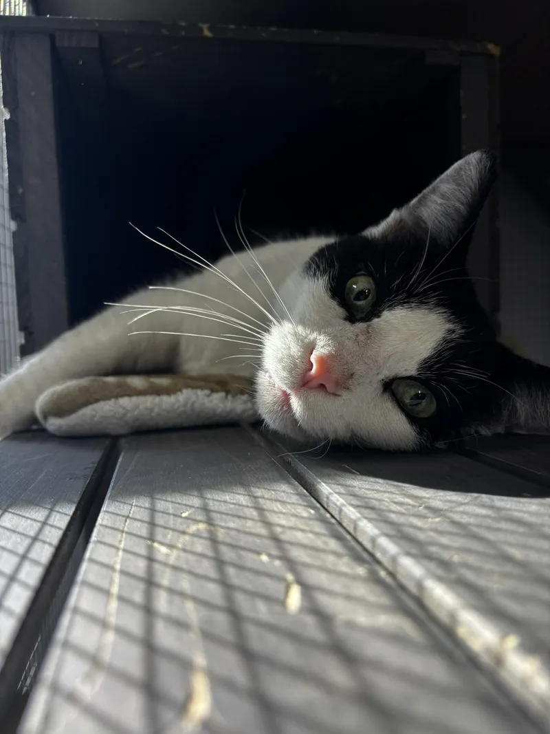 Otho Fenlock thumbnail 2