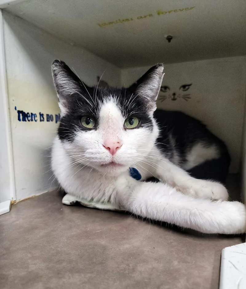 Otho Fenlock thumbnail 3