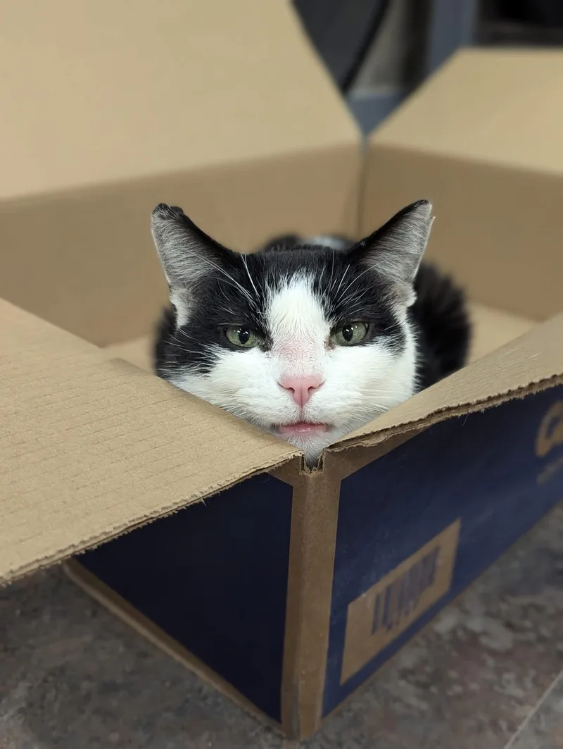 Otho Fenlock thumbnail 4