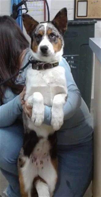 A young medium-sized female Australian Cattle Dog / Blue Heeler dog named Mavery for adoption in Salinas, CA