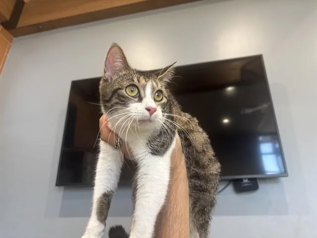 Angela