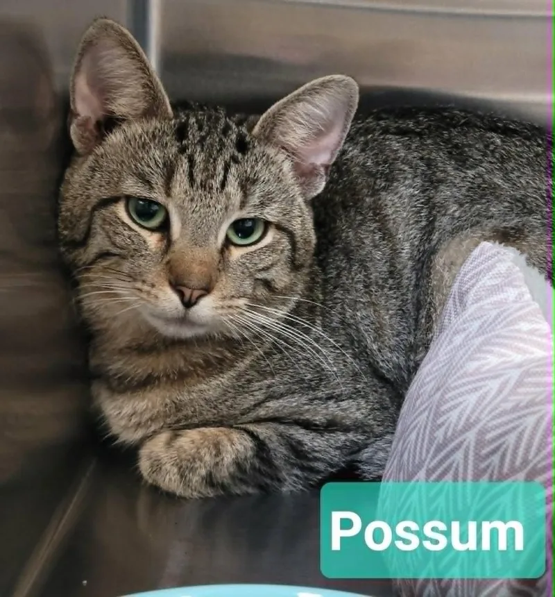 A young medium-sized male Domestic Short Hair cat named PossumSponsored for adoption in Richmond, IN