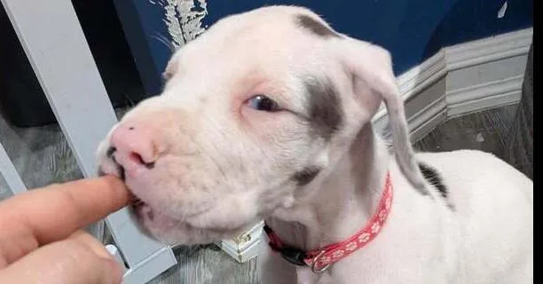 A baby small-sized female Tricolor (Brown, Black, & White) Great Dane dog named Neesa for adoption in Troy, VA