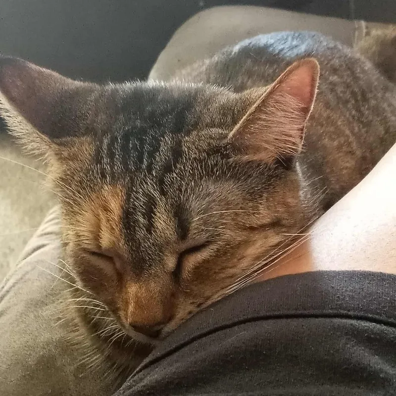 An adult small-sized female Brown / Chocolate Domestic Short Hair cat named Bebe for adoption in Middletown, OH