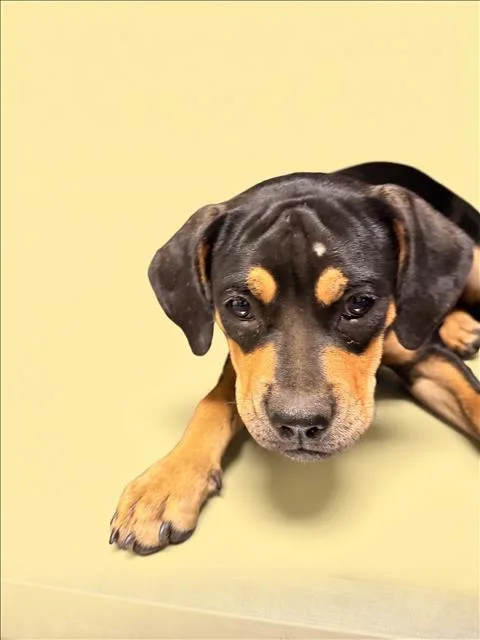 A baby medium-sized female Pit Bull Terrier dog named Frannie for adoption in Los Angeles, CA