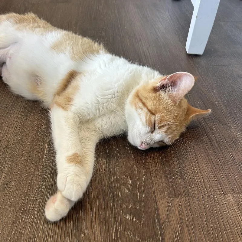An adult medium-sized female Orange / Red Domestic Short Hair cat named American Darling for adoption in Gibsonia, PA