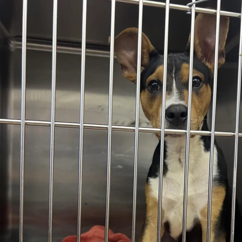 A young small-sized male Black Terrier dog named Yoda for adoption in Tanner, AL