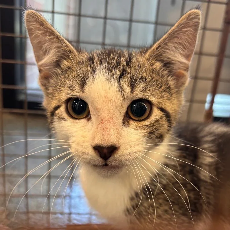 A baby small-sized female White Domestic Short Hair cat named Sugarplum for adoption in Allentown, PA