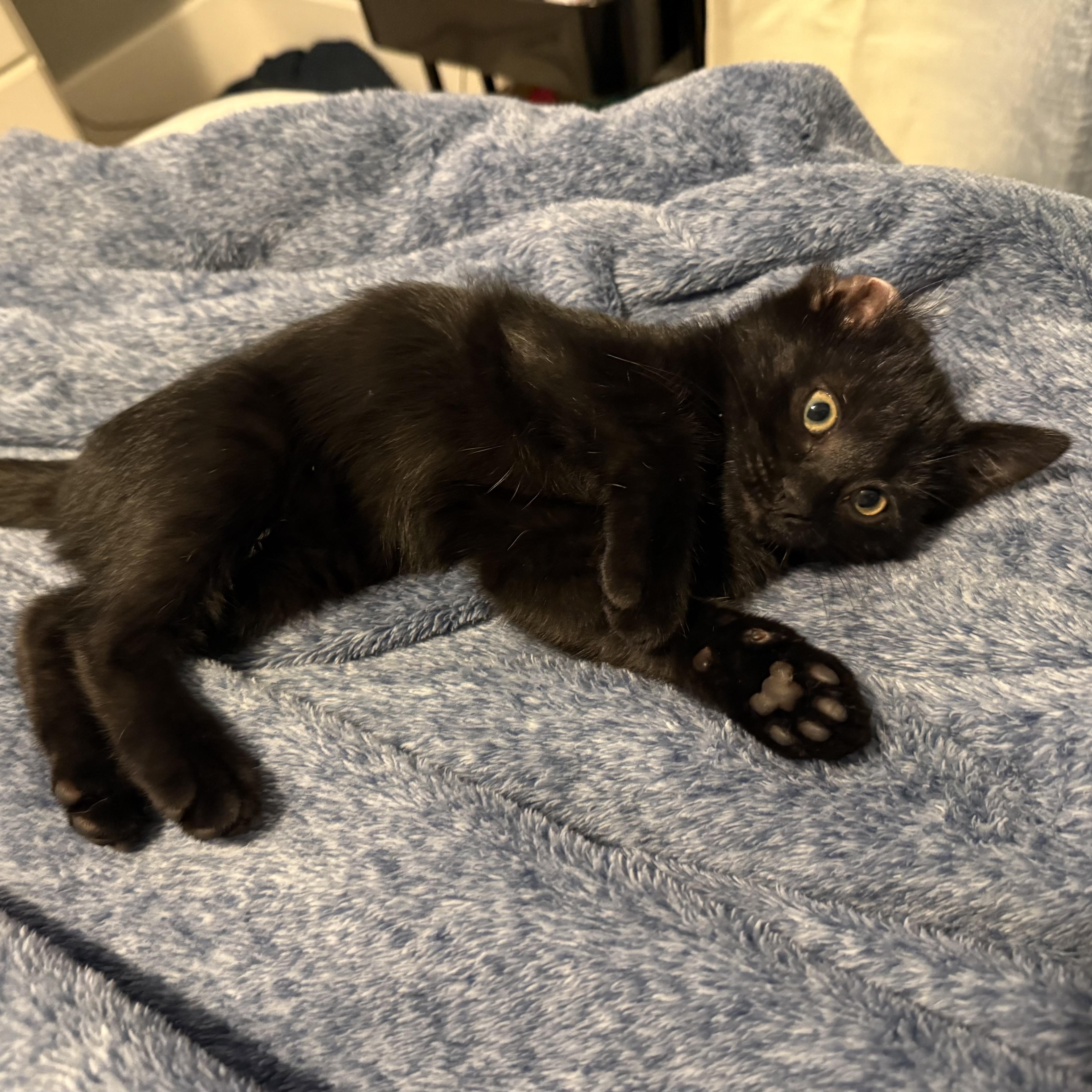 A baby medium-sized female Black Domestic Short Hair cat named Boo for adoption in Omaha, NE