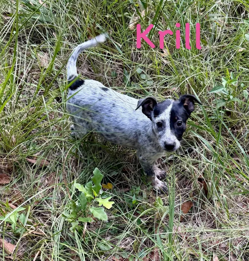 Krill