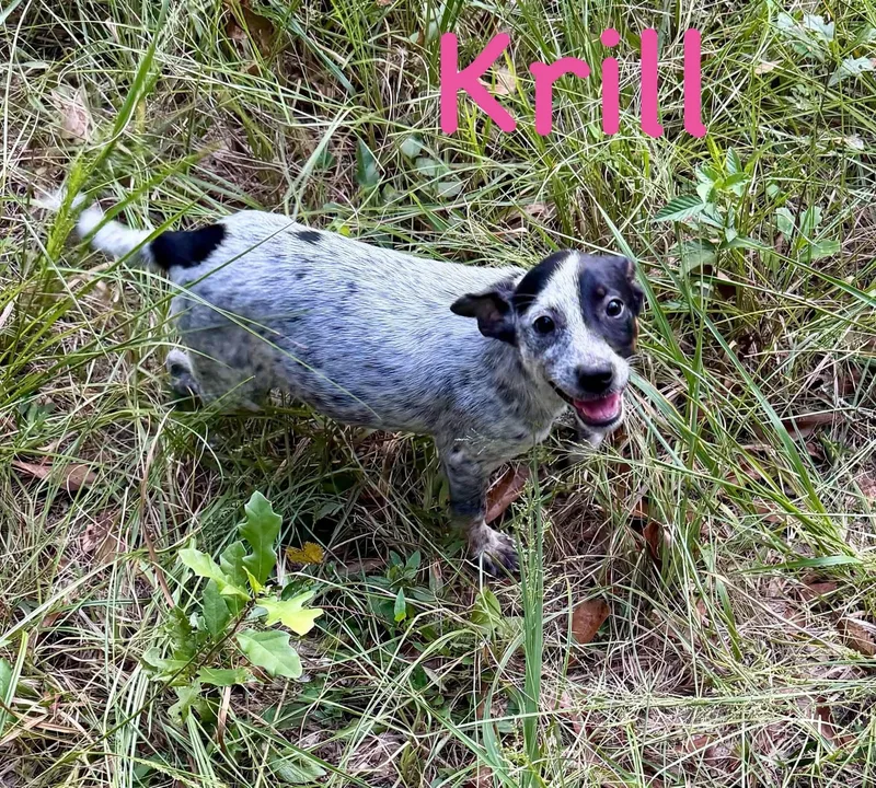 Krill thumbnail 2