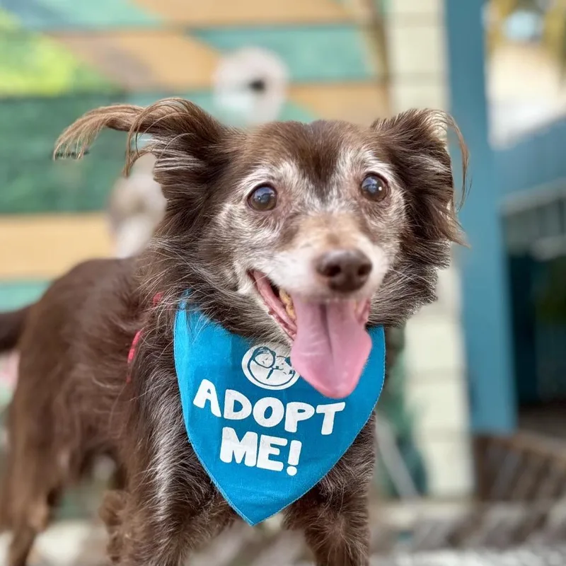 A senior small-sized male Pomeranian dog named Edgar Allen Paw for adoption in Pacific Grove, CA