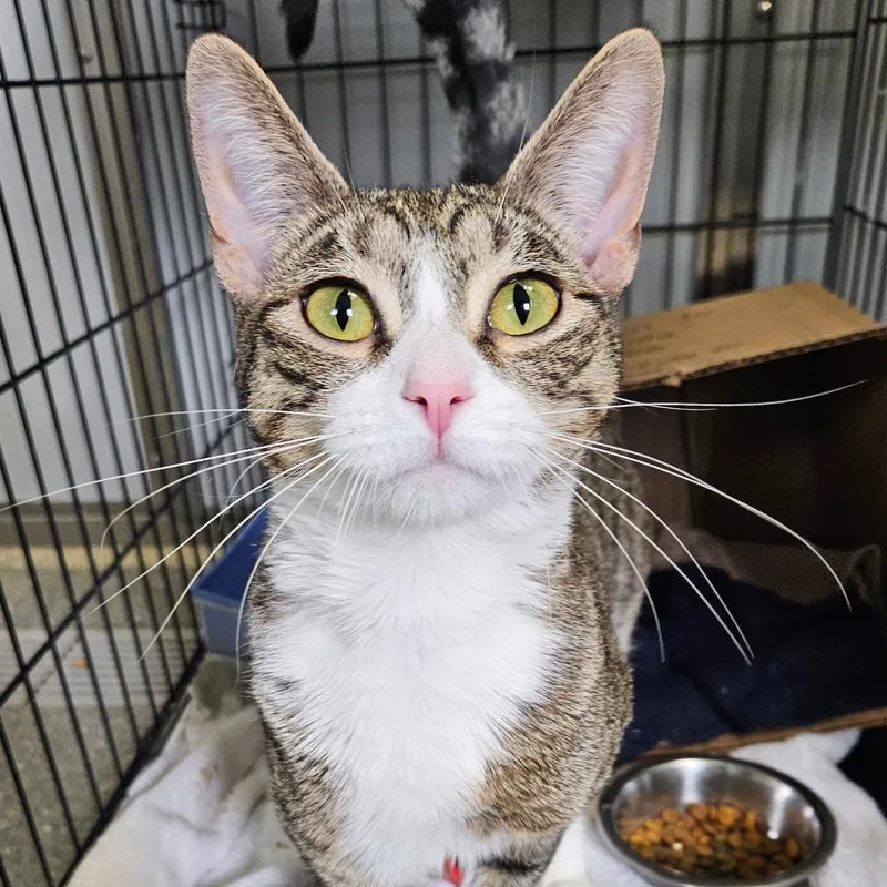 A young medium-sized female Brown / Chocolate Domestic Short Hair cat named Stella for adoption in Oneonta, NY
