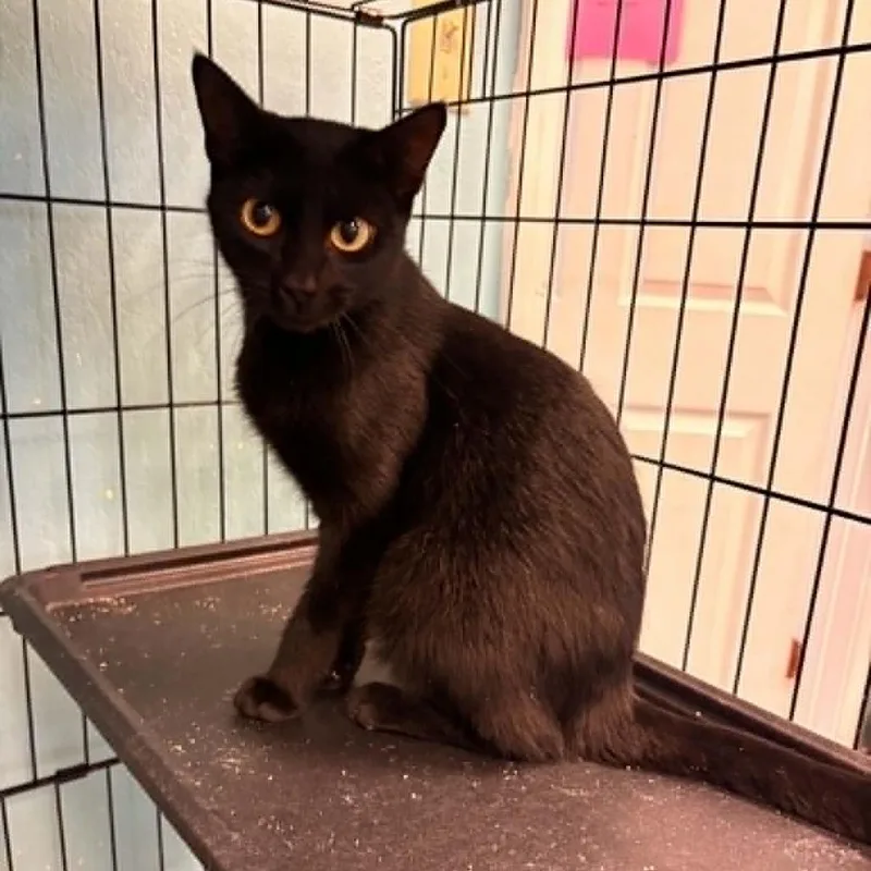 An adult small-sized female Black Domestic Short Hair cat named Candy Dandy for adoption in Fredericksburg, VA
