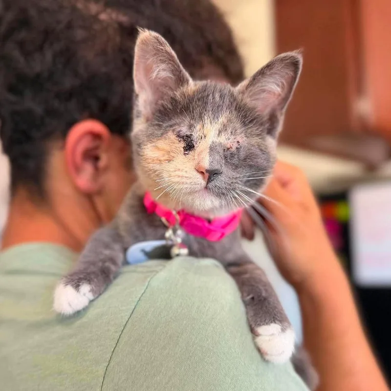 A baby small-sized female Calico Domestic Short Hair cat named Helen for adoption in Ramona, CA