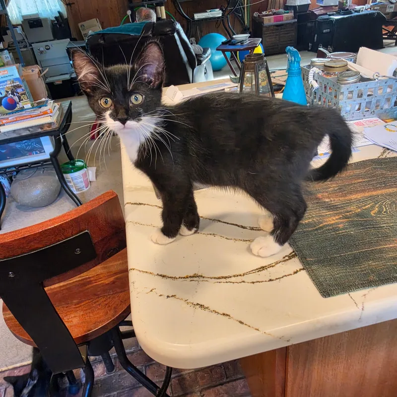 A baby medium-sized male Black Domestic Short Hair cat named Pussandboots for adoption in Pueblo, CO