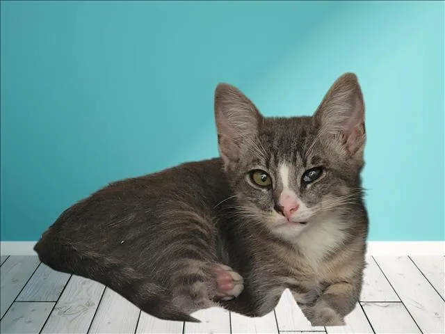 A baby medium-sized male Domestic Short Hair cat named Honey Dew for adoption in Los Angeles, CA