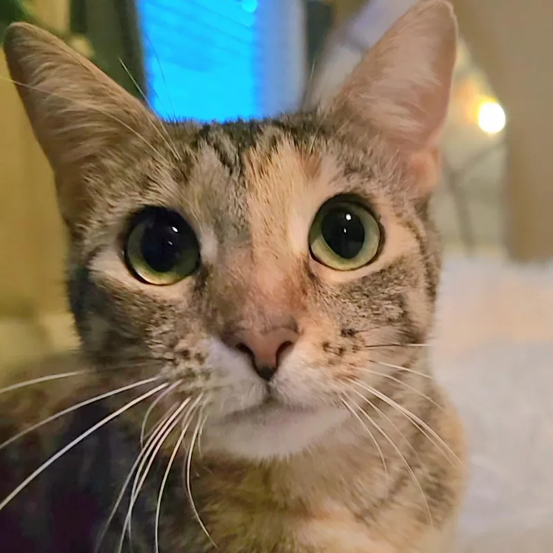 An adult medium-sized female Domestic Short Hair cat named Rhiannon for adoption in Cumming, GA