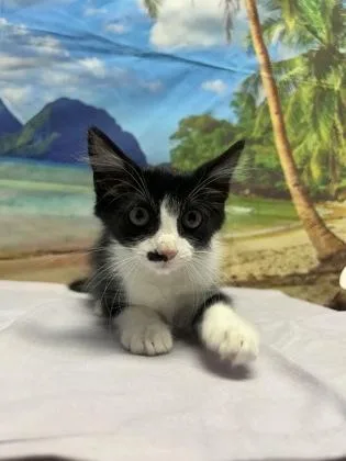 A young small-sized female Domestic Medium Hair cat named Mustasha for adoption in San Antonio, TX