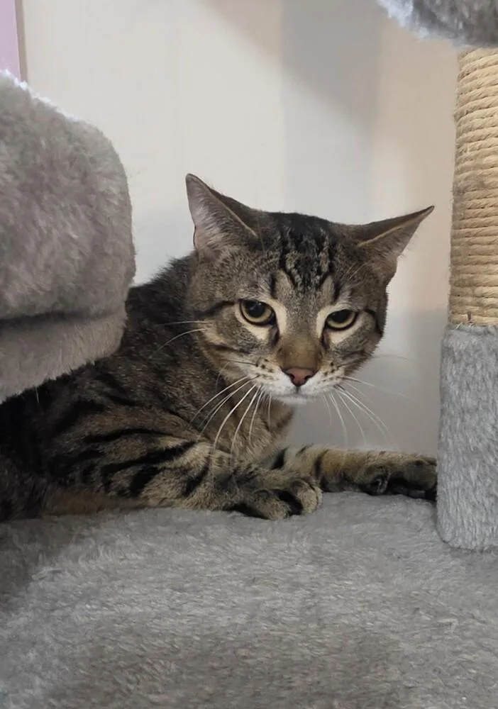 A baby medium-sized male Domestic Short Hair cat named Mack for adoption in Wild Rose, WI