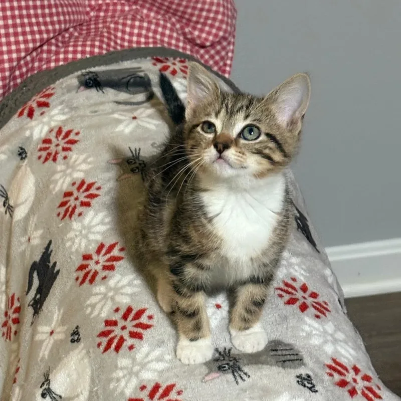 A baby small-sized female Tortoiseshell Domestic Short Hair cat named Nugget Bryant for adoption in Merrifield, VA