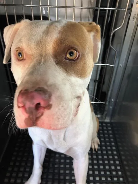 A young large-sized male Mixed Breed dog named Mega for adoption in Dallas, TX